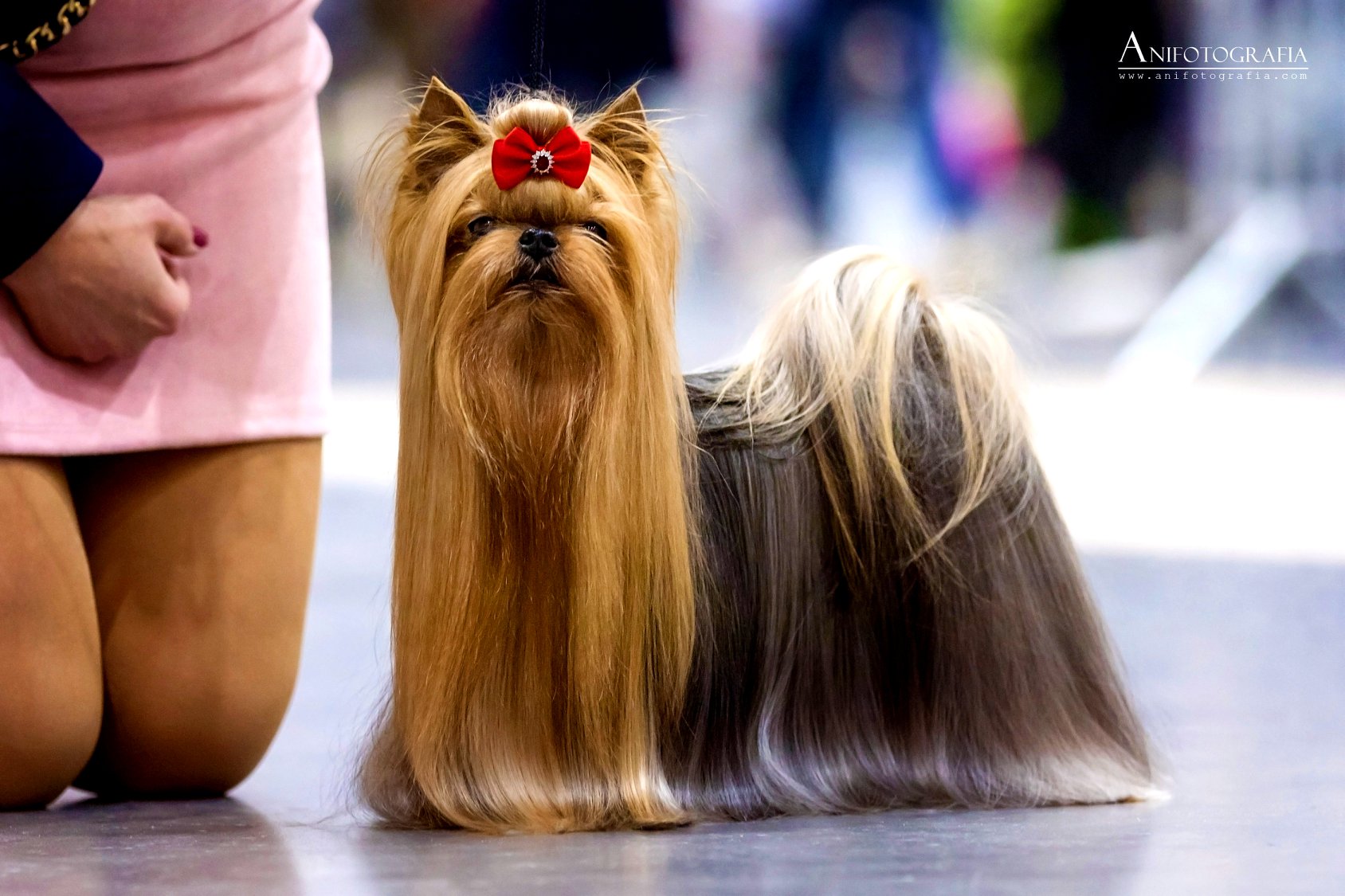 NOBLE PRINCE SREBRNE MARZENIE — Labaza DogPedigree YorkshireTerrier